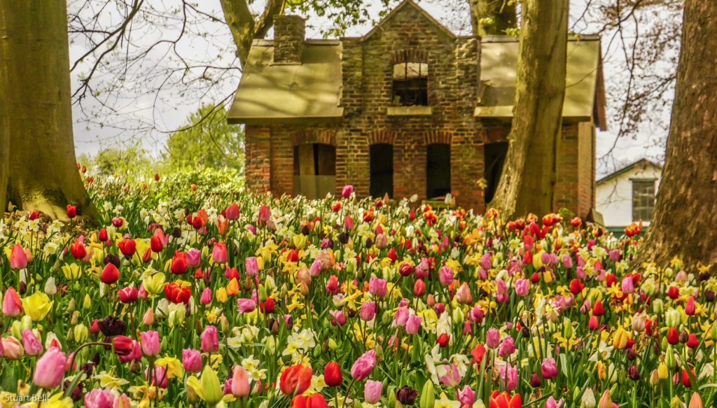 Floralia Excursion beautiful flowers Shearwater IV